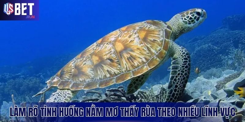 Tìm hiểu ý nghĩa khi mơ thấy rùa qua các lĩnh vực