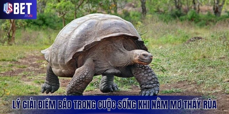 Đọc vị những tín hiệu từ giấc mộng thấy rùa
